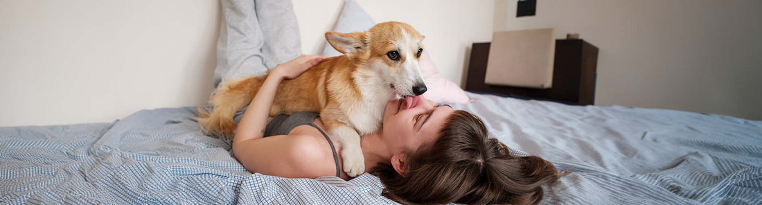 Warum lecken Hunde einen ab?