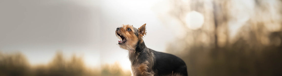 Kläffen kleine Hunde, oder ist das ein Vorurteil?