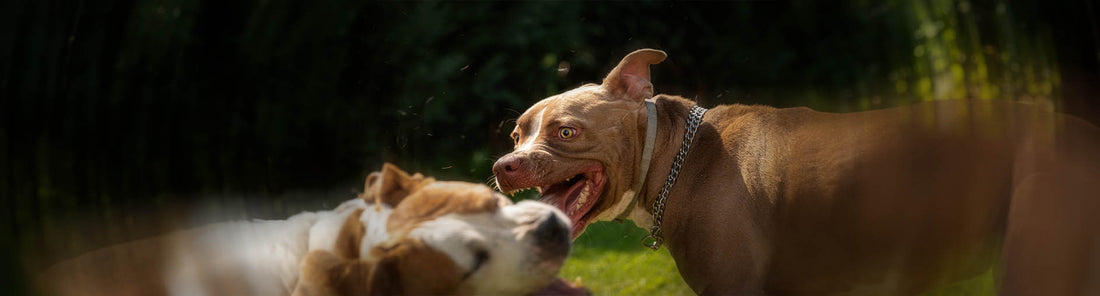 Kampf- und Listenhunde - Was es zu wissen gib