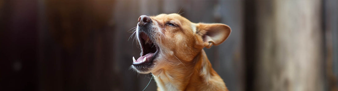 Husten beim Hund