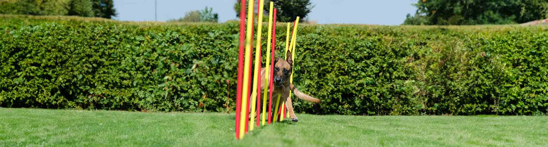 Hundesport - welche Hundesportarten gibt es?