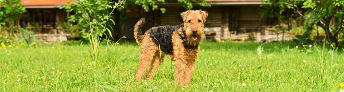 Airedale Terrier