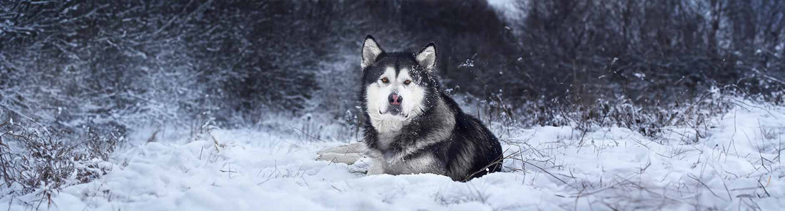 Alaskan Malamute