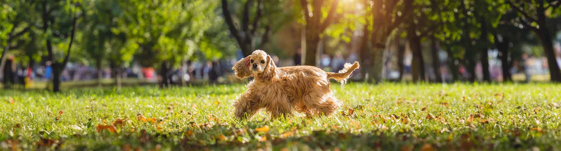 Amerikanischer Cocker Spaniel