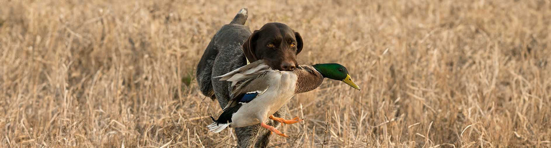 Apportierhunde