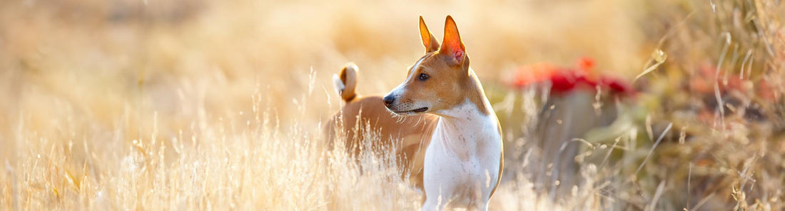 Basenji