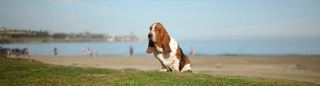 Basset Hound