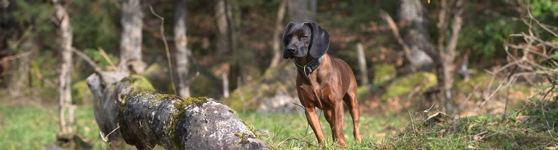 Bayerischer Gebirgsschweisshund