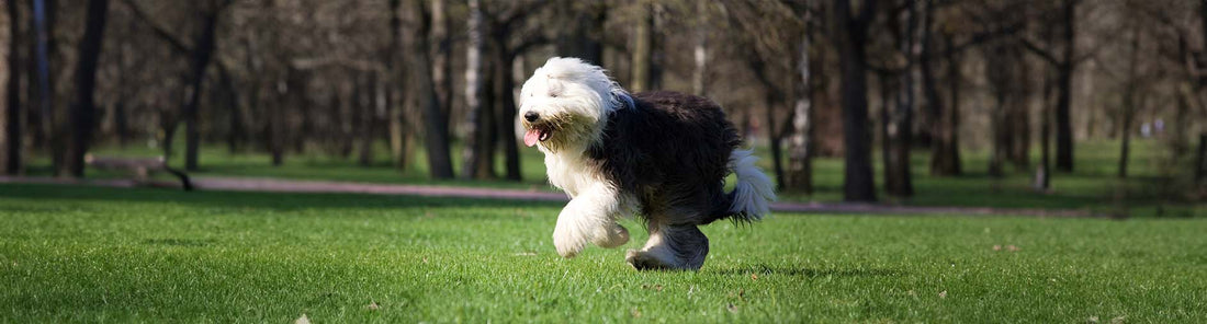 Bobtail