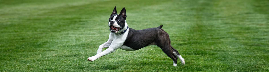 Boston Terrier