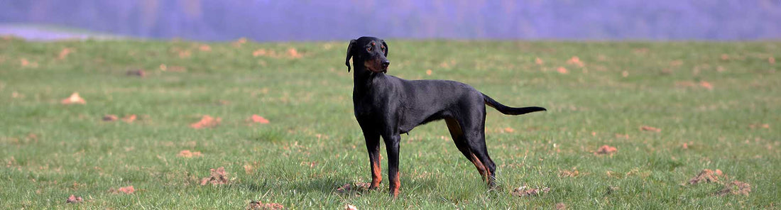 Bracken