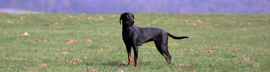 Bracken
