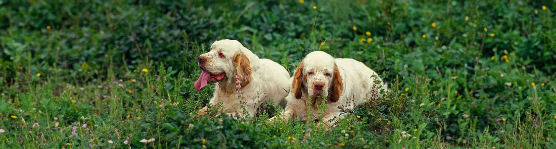 Clumber Spaniel