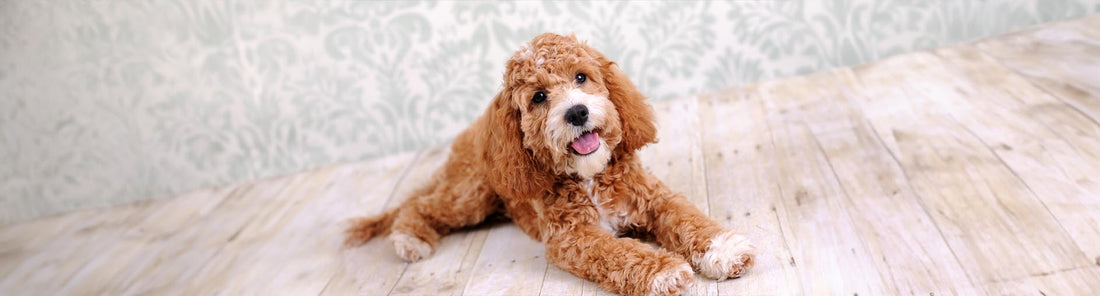 Cockapoo