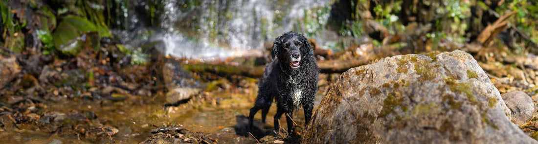 Curly Coated Retriever