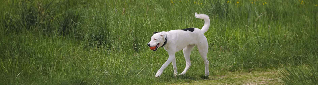 Dogo Argentino