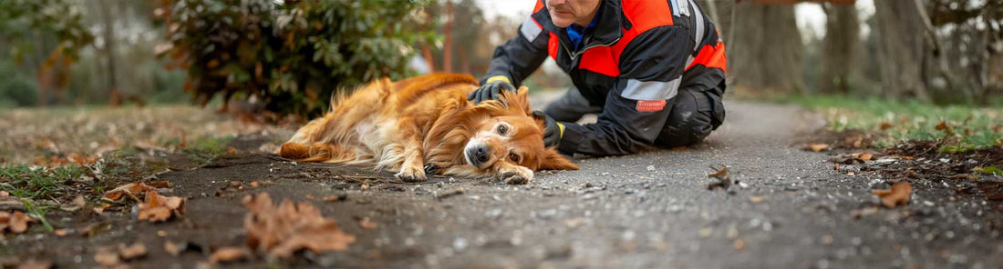 Erste Hilfe am Hund - Was du wissen solltest