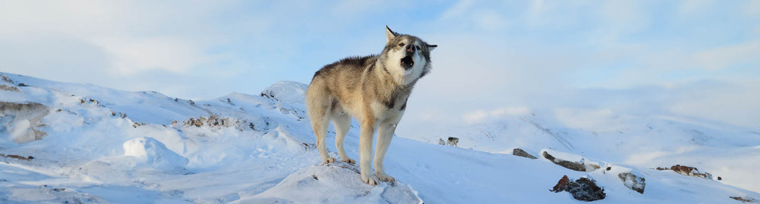 Grönlandhund