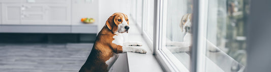 Unbesorgt den eigenen Hund alleine lassen