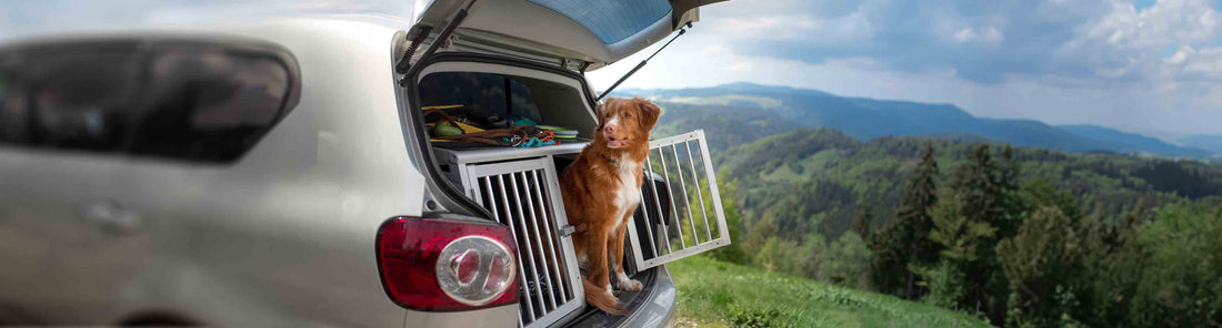 Hunde im Auto - So reist dein Vierbeiner sicher