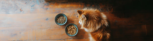 Hundefutter - was gibt es für Futterarten?