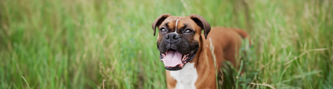Hypoallergenes Hundefutter