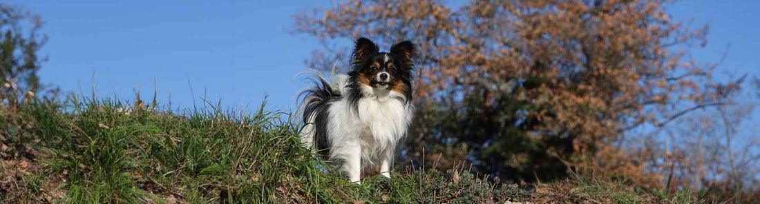 Kontinentaler Zwergspaniel