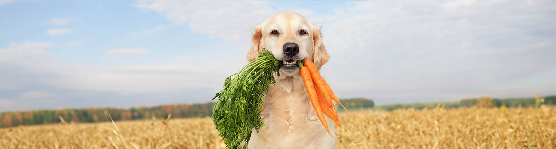 Natürliches Hundefutter: Was dein Hund wirklich braucht