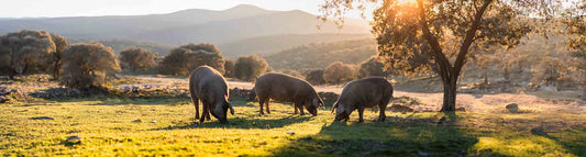 Schweinefleisch für Hunde