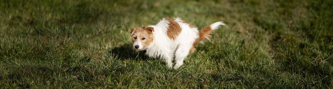 Stuhlgang bei Hunden - Was ist normal?
