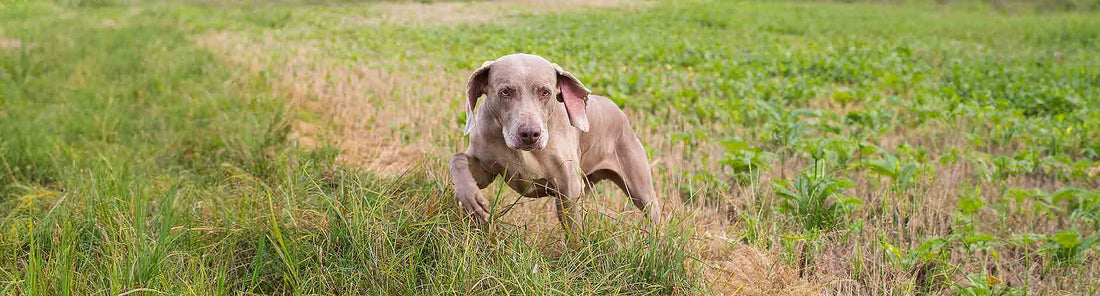 Weimaraner