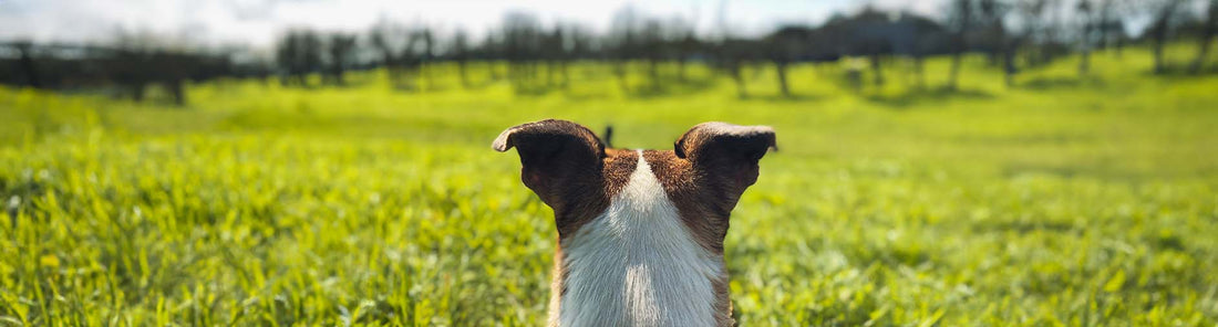 Wie sehen Hunde? Die Welt mit Hundeaugen sehen