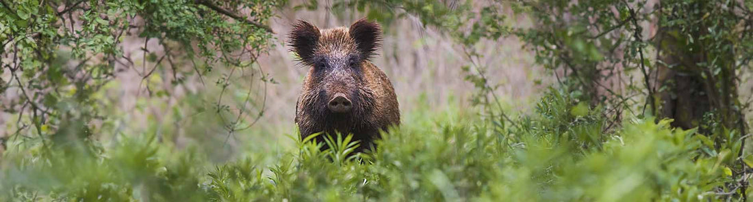 Wildfleisch für Hunde