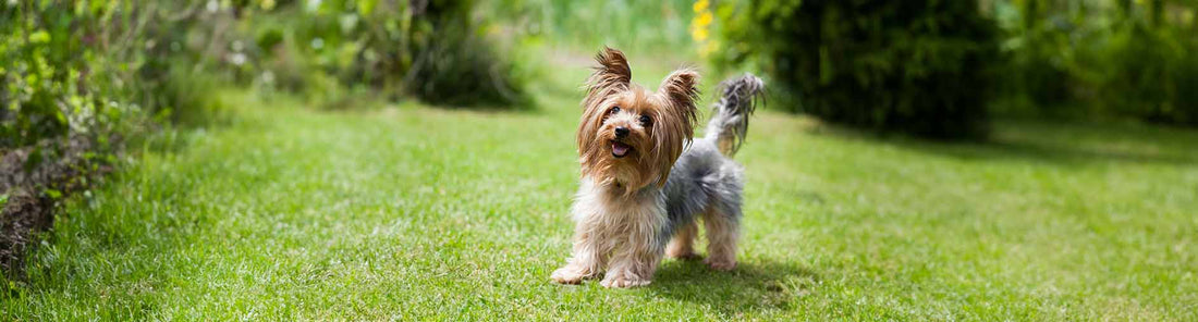 Yorkshire Terrier