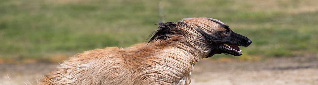 Afghanischer Windhund