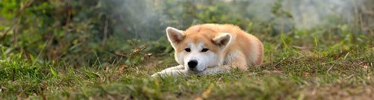 Akita Inu