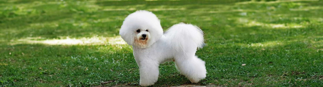 Bichon Frisé