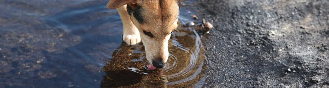 Wie viel Wasser braucht ein Hund?