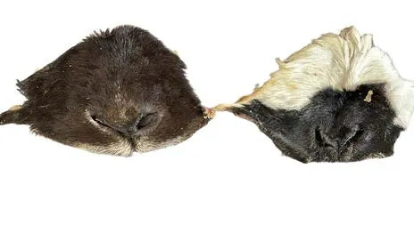 Lammnase mit Fell – naturbelassener, hypoallergener Kausnack für Hunde