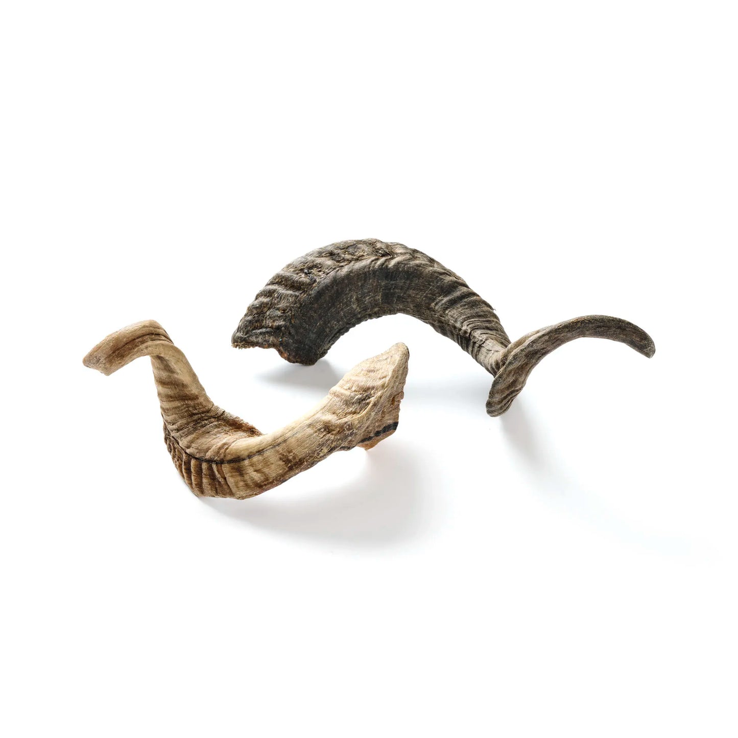Ziegen-Horn – naturbelassener, extra harter Kausnack für Hunde
