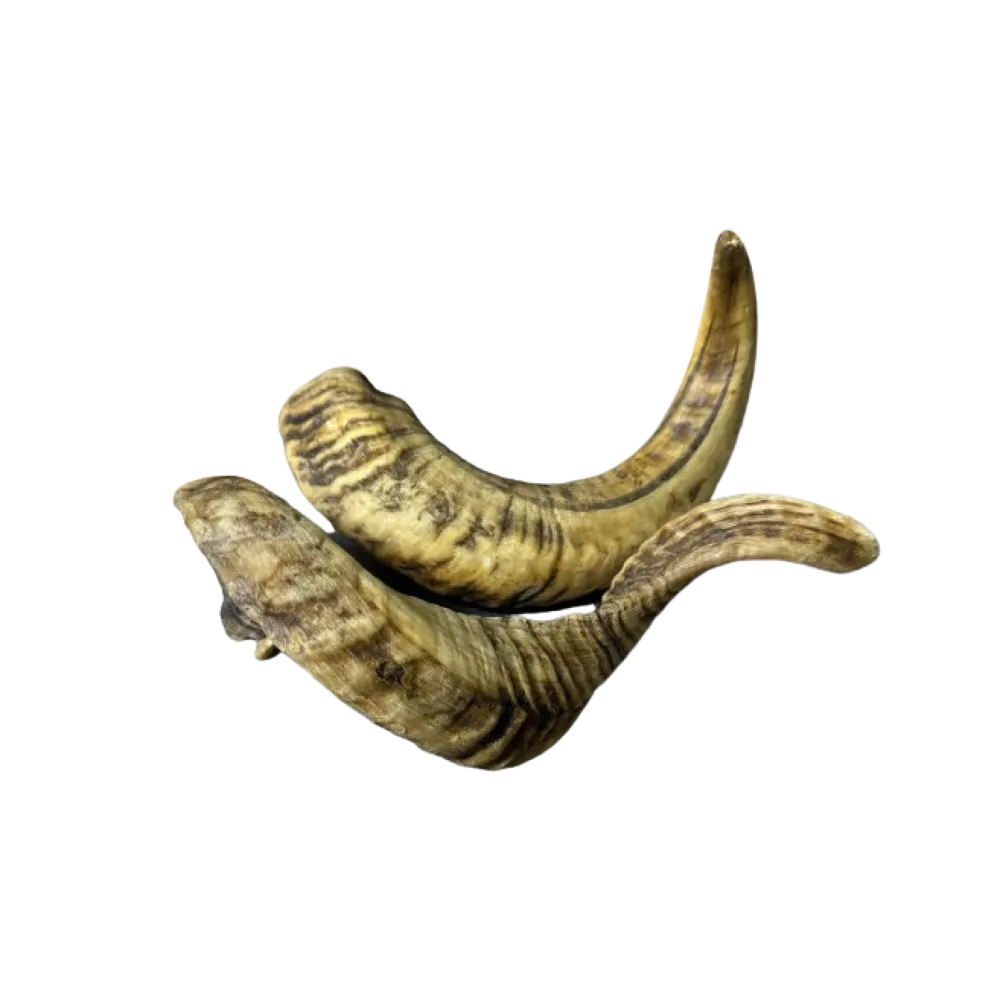 Lamm-Horn