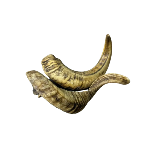 Lamm-Horn