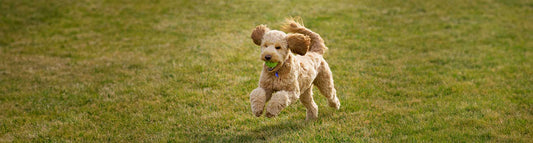 Goldendoodle