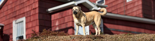 Kangal-Hirtenhund