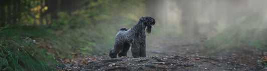 Kerry Blue Terrier