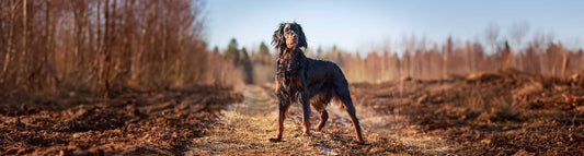 Gordon Setter