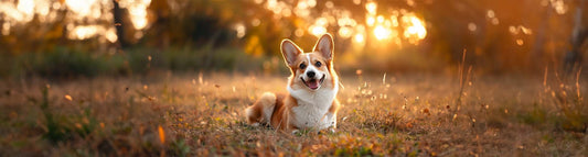 Welsh Corgi Pembroke