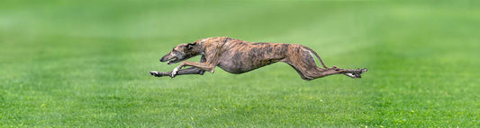 Greyhound