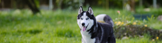 Siberian Husky