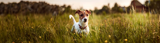 Jack Russel Terrier